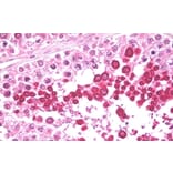 Immunohistochemistry - Anti-HIPPI/IFT57 Antibody (A84663) - Antibodies.com