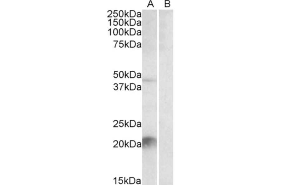 Western Blot - Anti-Klk6/Neurosin Antibody (A84667) - Antibodies.com