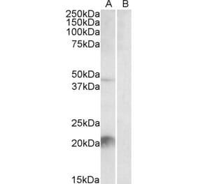 Western Blot - Anti-Klk6 Antibody (A84667) - Antibodies.com