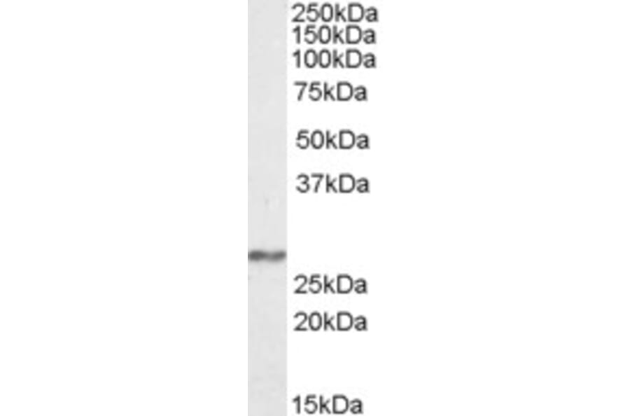 Western Blot - Anti-NDUFS3 Antibody (A84668) - Antibodies.com