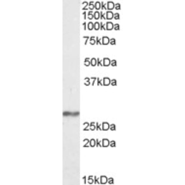 Western Blot - Anti-NDUFS3 Antibody (A84668) - Antibodies.com