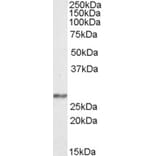 Western Blot - Anti-NDUFS3 Antibody (A84668) - Antibodies.com