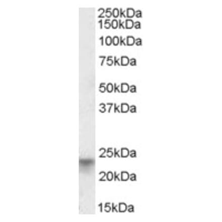 Western Blot - Anti-Tspan-8 Antibody (A84669) - Antibodies.com