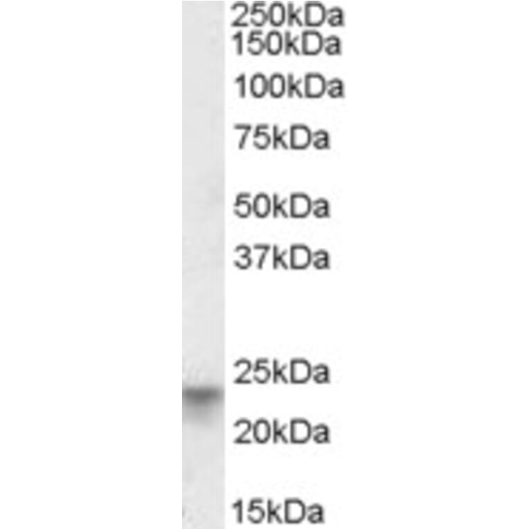 Western Blot - Anti-Tspan-8 Antibody (A84669) - Antibodies.com
