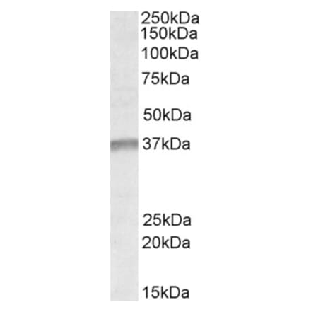 Western Blot - Anti-UTF1 Antibody (A84671) - Antibodies.com