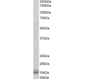 Western Blot - Anti-CXCL2 Antibody (A84672) - Antibodies.com