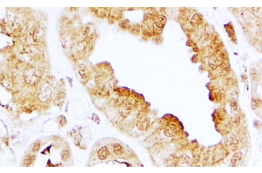 Immunohistochemistry - Anti-EDG3/S1P3 Antibody (A84673) - Antibodies.com