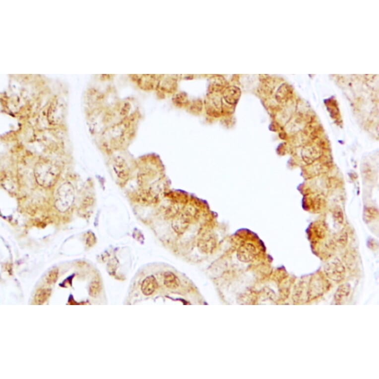 Immunohistochemistry - Anti-EDG3/S1P3 Antibody (A84673) - Antibodies.com