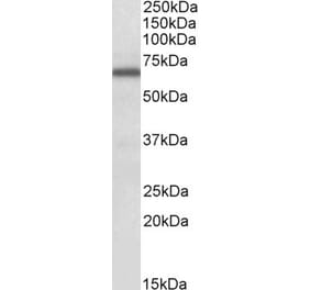 Western Blot - Anti-FMRP Antibody (A84674) - Antibodies.com