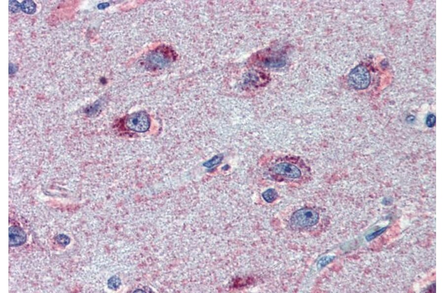 Immunohistochemistry - Anti-FMRP Antibody (A84674) - Antibodies.com