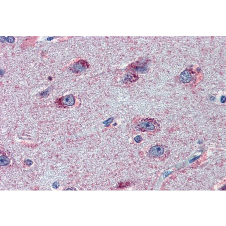 Immunohistochemistry - Anti-FMRP Antibody (A84674) - Antibodies.com