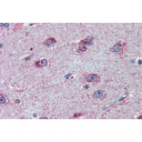 Immunohistochemistry - Anti-FMRP Antibody (A84674) - Antibodies.com