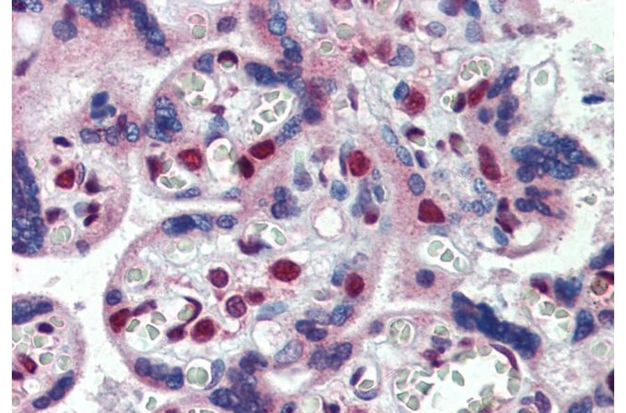 Immunohistochemistry - Anti-FMRP Antibody (A84674) - Antibodies.com
