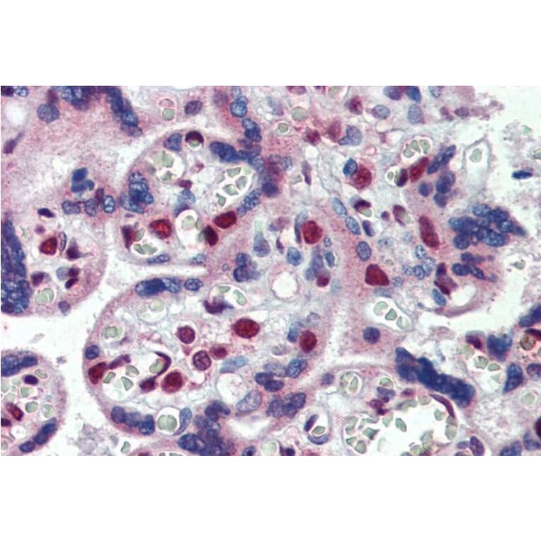Immunohistochemistry - Anti-FMRP Antibody (A84674) - Antibodies.com