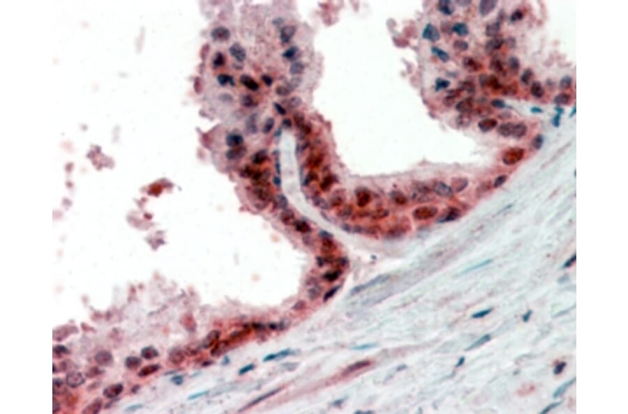 Immunohistochemistry - Anti-PP-X Antibody (A84676) - Antibodies.com