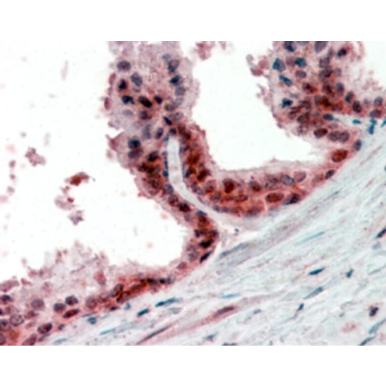 Immunohistochemistry - Anti-PP-X Antibody (A84676) - Antibodies.com