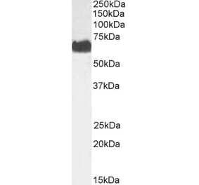 Western Blot - Anti-SPAK Antibody (A84678) - Antibodies.com