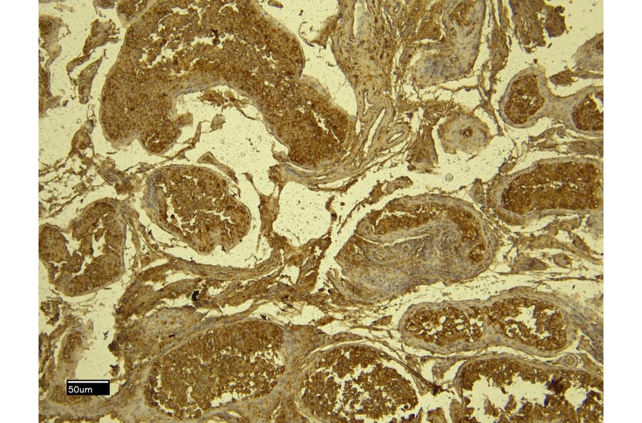 Immunohistochemistry - Anti-SPAK Antibody (A84678) - Antibodies.com