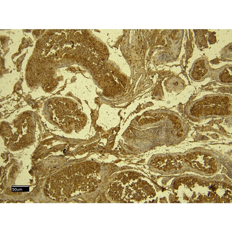 Immunohistochemistry - Anti-SPAK Antibody (A84678) - Antibodies.com