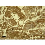 Immunohistochemistry - Anti-SPAK Antibody (A84678) - Antibodies.com