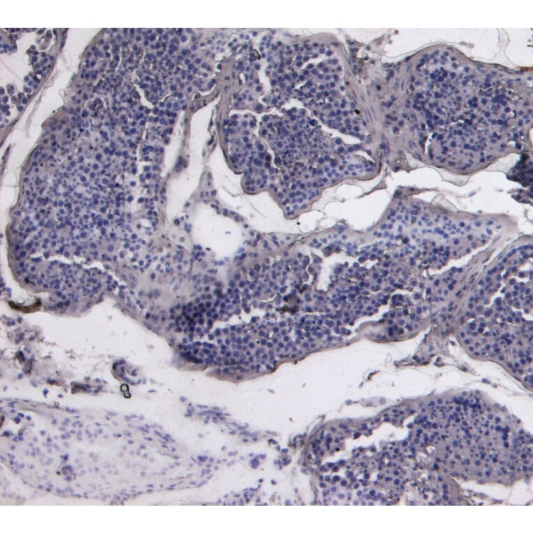 Immunohistochemistry - Anti-SPAK Antibody (A84678) - Antibodies.com
