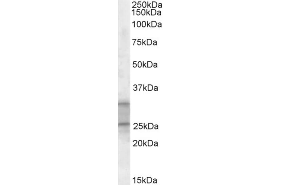 Western Blot - Anti-PEBP4 Antibody (A84679) - Antibodies.com