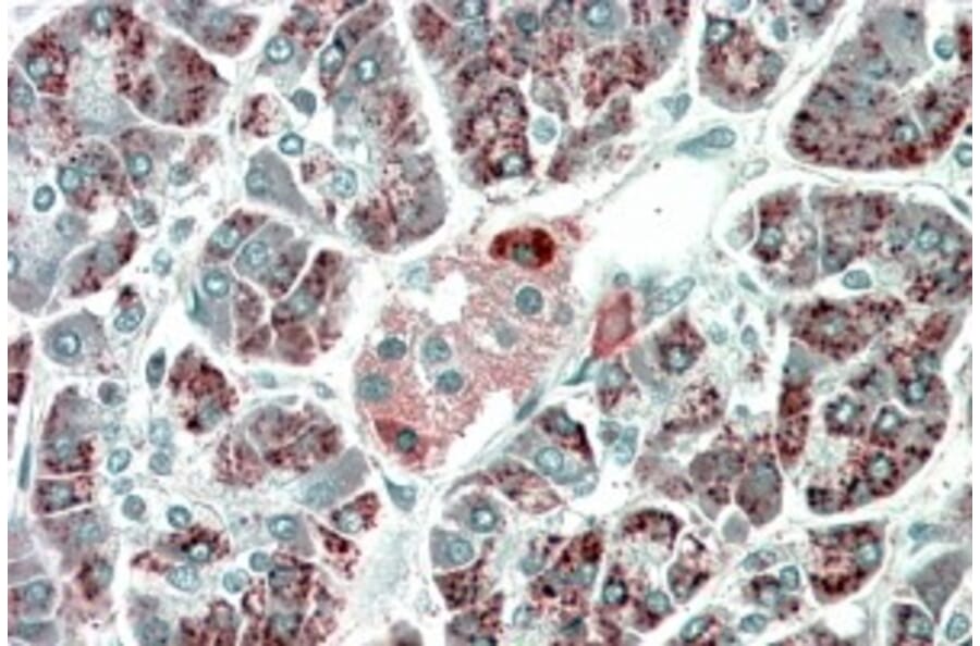 Immunohistochemistry - Anti-PEBP4 Antibody (A84679) - Antibodies.com