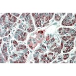 Immunohistochemistry - Anti-PEBP4 Antibody (A84679) - Antibodies.com