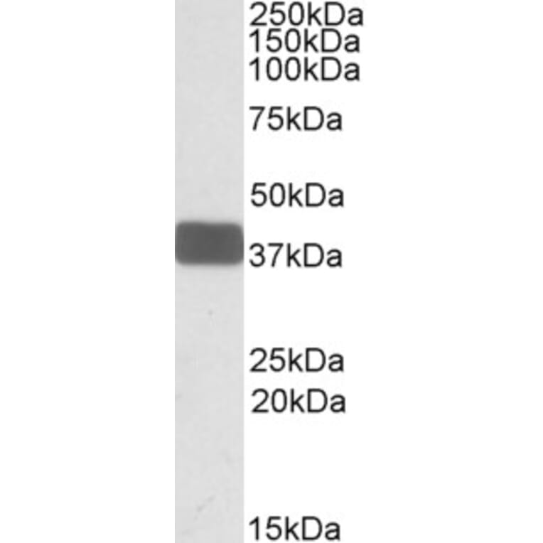 Western Blot - Anti-Wnt9b Antibody (A84683) - Antibodies.com