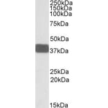Western Blot - Anti-Wnt9b Antibody (A84683) - Antibodies.com