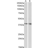 Western Blot - Anti-Wnt9b Antibody (A84683) - Antibodies.com