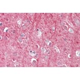 Immunohistochemistry - Anti-CD90/Thy1 Antibody (A84684) - Antibodies.com