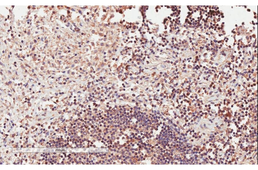 Immunohistochemistry - Anti-ICOS Antibody (A84686) - Antibodies.com