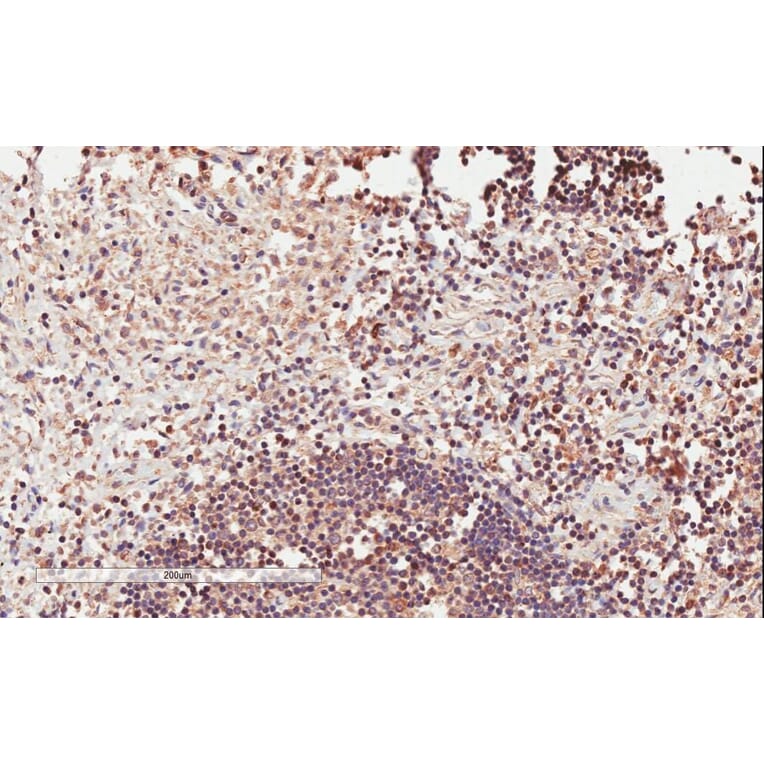 Immunohistochemistry - Anti-ICOS Antibody (A84686) - Antibodies.com