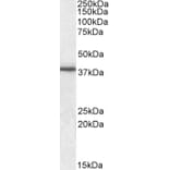Western Blot - Anti-Junctional Adhesion Molecule 1/JAM-A Antibody (A84689) - Antibodies.com