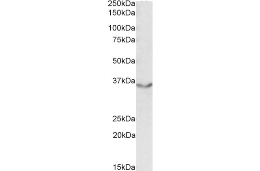 Western Blot - Anti-Junctional Adhesion Molecule 2/JAM-B Antibody (A84690) - Antibodies.com