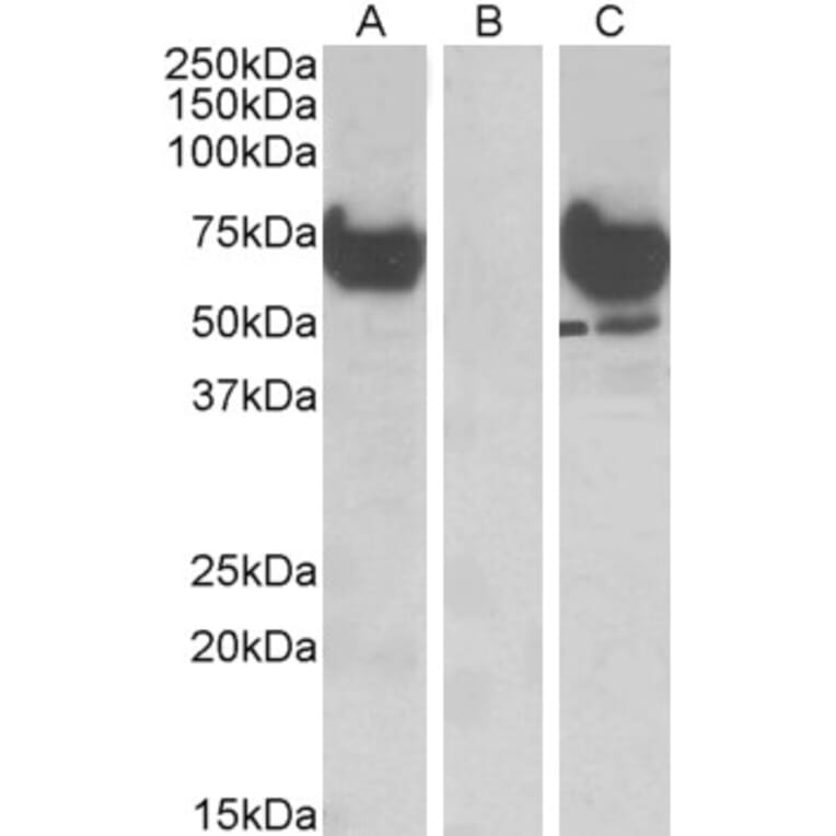 Western Blot - Anti-EPM2AIP1 Antibody (A84691) - Antibodies.com