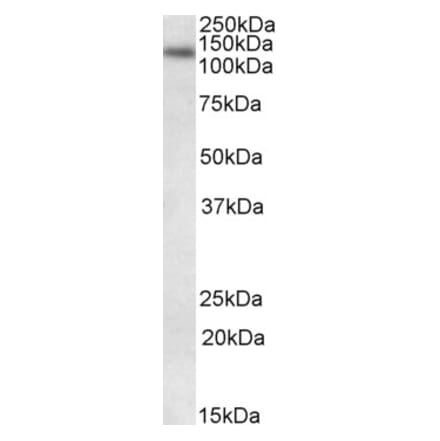 Western Blot - Anti-LIG1 Antibody (A84692) - Antibodies.com