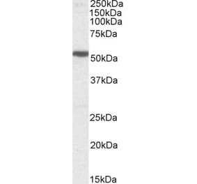 Western Blot - Anti-HTR3B Antibody (A84693) - Antibodies.com