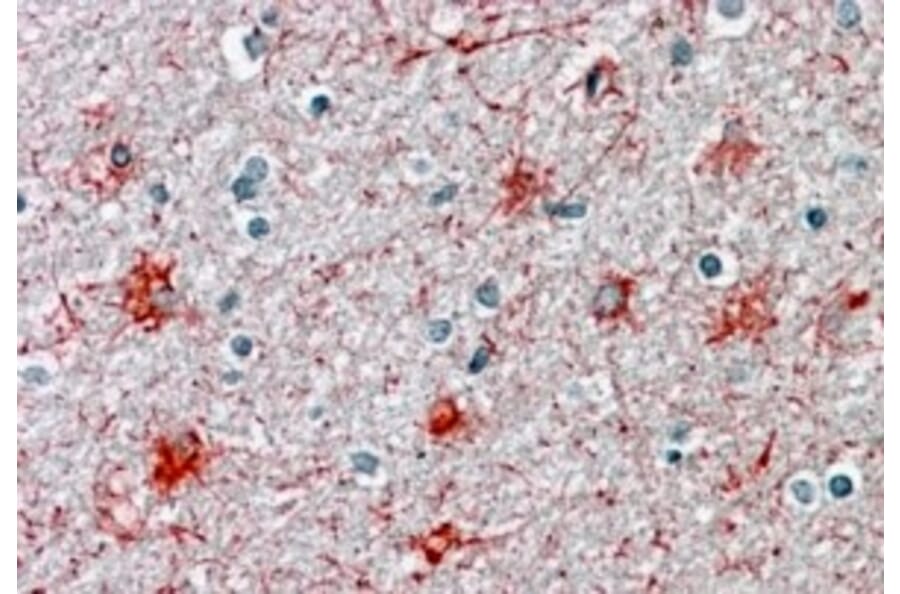 Immunohistochemistry - Anti-P2X7 Antibody (A84694) - Antibodies.com