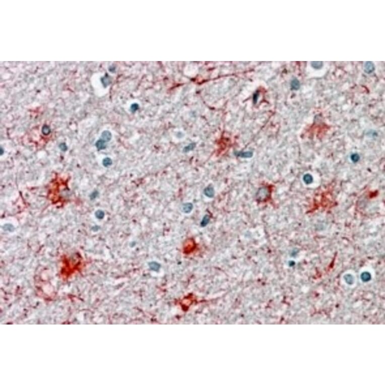 Immunohistochemistry - Anti-P2X7 Antibody (A84694) - Antibodies.com