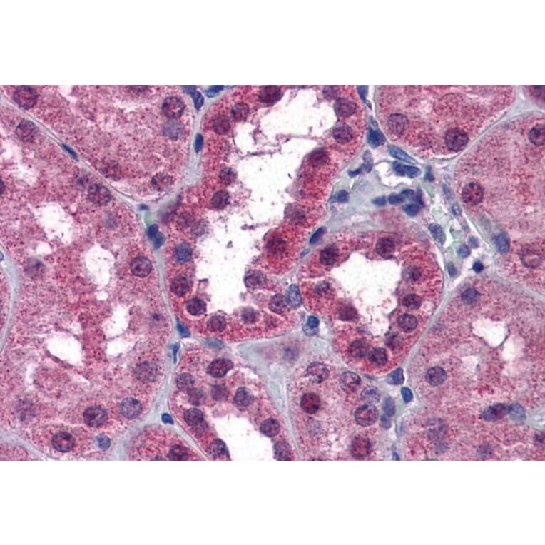 Immunohistochemistry - Anti-P2X7 Antibody (A84694) - Antibodies.com