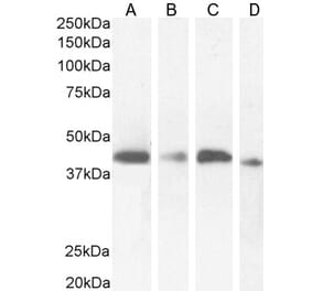 Western Blot - Anti-NUDC Antibody (A84695) - Antibodies.com