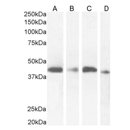 Western Blot - Anti-NUDC Antibody (A84695) - Antibodies.com