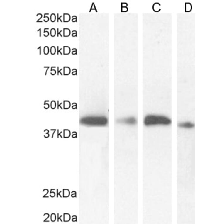 Western Blot - Anti-NUDC Antibody (A84695) - Antibodies.com