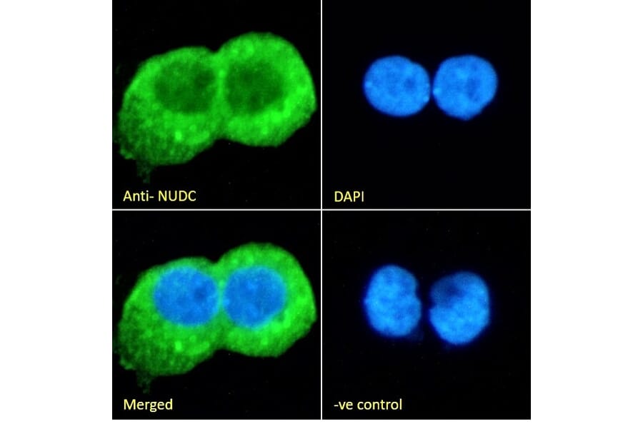 Immunofluorescence - Anti-NUDC Antibody (A84695) - Antibodies.com