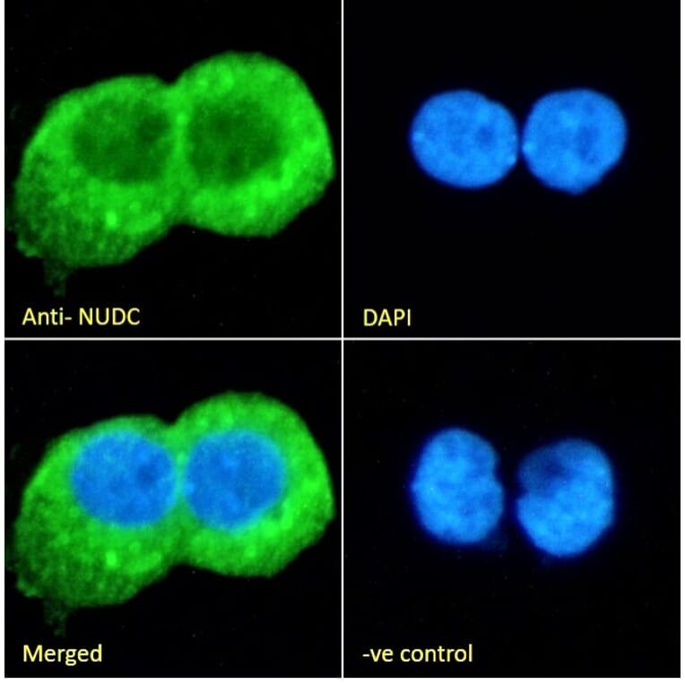 Immunofluorescence - Anti-NUDC Antibody (A84695) - Antibodies.com