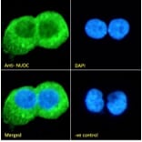 Immunofluorescence - Anti-NUDC Antibody (A84695) - Antibodies.com