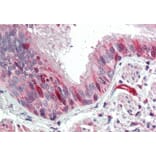 Immunohistochemistry - Anti-Calponin 3 Antibody (A84696) - Antibodies.com