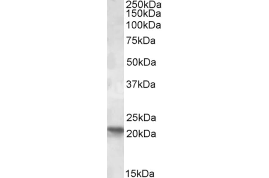Western Blot - Anti-RPB7 Antibody (A84697) - Antibodies.com